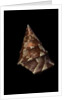 Thalotia chlorostoma by Anonymous