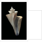 Thatcheria mirabilis by Anonymous