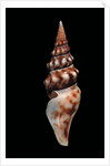 Tiariturris spectabilis by Anonymous