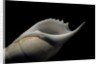Tibia curta by Anonymous