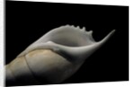 Tibia curta by Anonymous