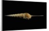Tibia fusus by Anonymous