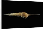 Tibia fusus by Anonymous