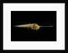 Tibia fusus by Anonymous