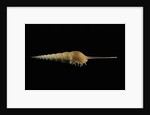 Tibia fusus by Anonymous