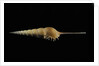 Tibia fusus by Anonymous