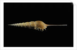 Tibia fusus by Anonymous