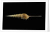 Tibia fusus by Anonymous