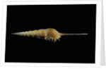 Tibia fusus by Anonymous