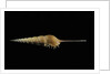 Tibia fusus by Anonymous
