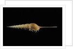 Tibia fusus by Anonymous