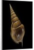 Tibia insulaechorab by Anonymous