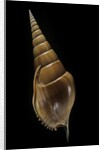 Tibia insulaechorab by Anonymous