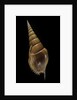 Tibia insulaechorab by Anonymous