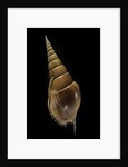 Tibia insulaechorab by Anonymous