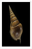 Tibia insulaechorab by Anonymous
