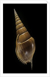Tibia insulaechorab by Anonymous