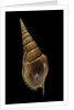Tibia insulaechorab by Anonymous