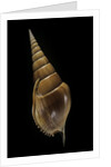 Tibia insulaechorab by Anonymous