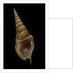 Tibia insulaechorab by Anonymous