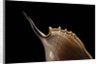 Tibia insulaechorab by Anonymous