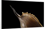 Tibia insulaechorab by Anonymous