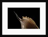 Tibia insulaechorab by Anonymous