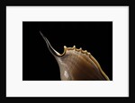 Tibia insulaechorab by Anonymous