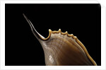 Tibia insulaechorab by Anonymous