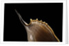 Tibia insulaechorab by Anonymous
