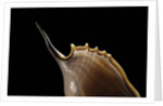 Tibia insulaechorab by Anonymous