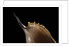 Tibia insulaechorab by Anonymous