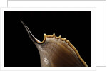 Tibia insulaechorab by Anonymous