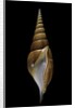 Tibia insulaechorab by Anonymous