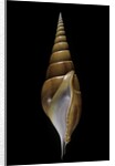 Tibia insulaechorab by Anonymous