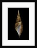 Tibia insulaechorab by Anonymous