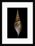 Tibia insulaechorab by Anonymous