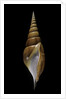 Tibia insulaechorab by Anonymous