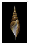 Tibia insulaechorab by Anonymous