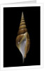 Tibia insulaechorab by Anonymous