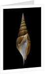 Tibia insulaechorab by Anonymous