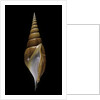Tibia insulaechorab by Anonymous