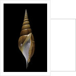 Tibia insulaechorab by Anonymous