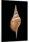 Tibia martini by Anonymous