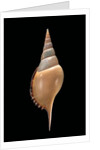Tibia martini by Anonymous