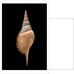 Tibia martini by Anonymous