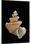 Trigonostoma pellucida by Anonymous