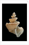 Trigonostoma pellucida by Anonymous