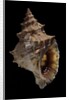 Tritonium bufo by Anonymous