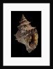 Tritonium bufo by Anonymous